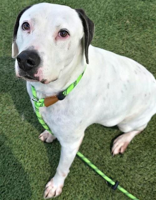 Photo of Trace, adoptable Labrador Retriever in Houston, Texas