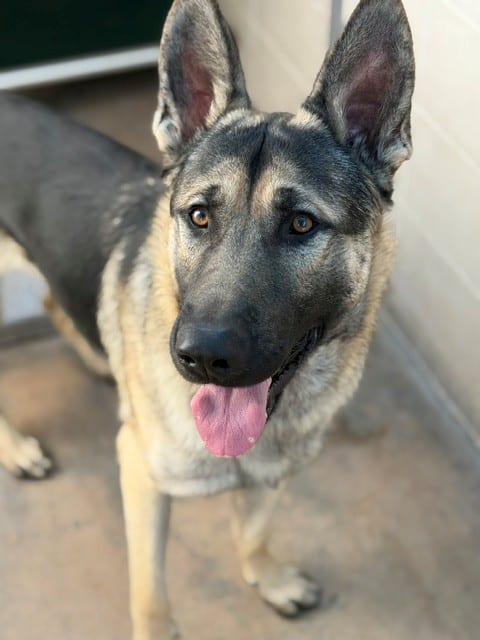 Photo of Ross, adoptable German Shepherd Dog