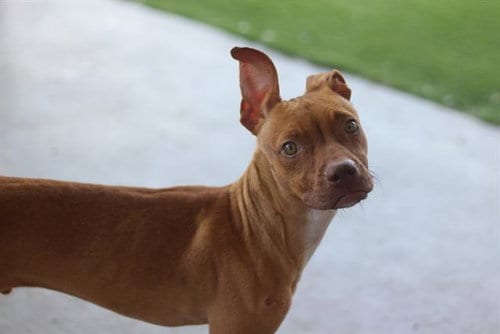 Photo of Miller, adoptable American Staffordshire Terrier in Grand Prairie, Texas