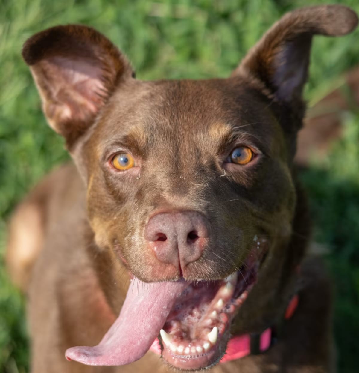 Photo of Hershey, adoptable Labrador Retriever Mixed Breed (Medium) in Wilmington, Delaware