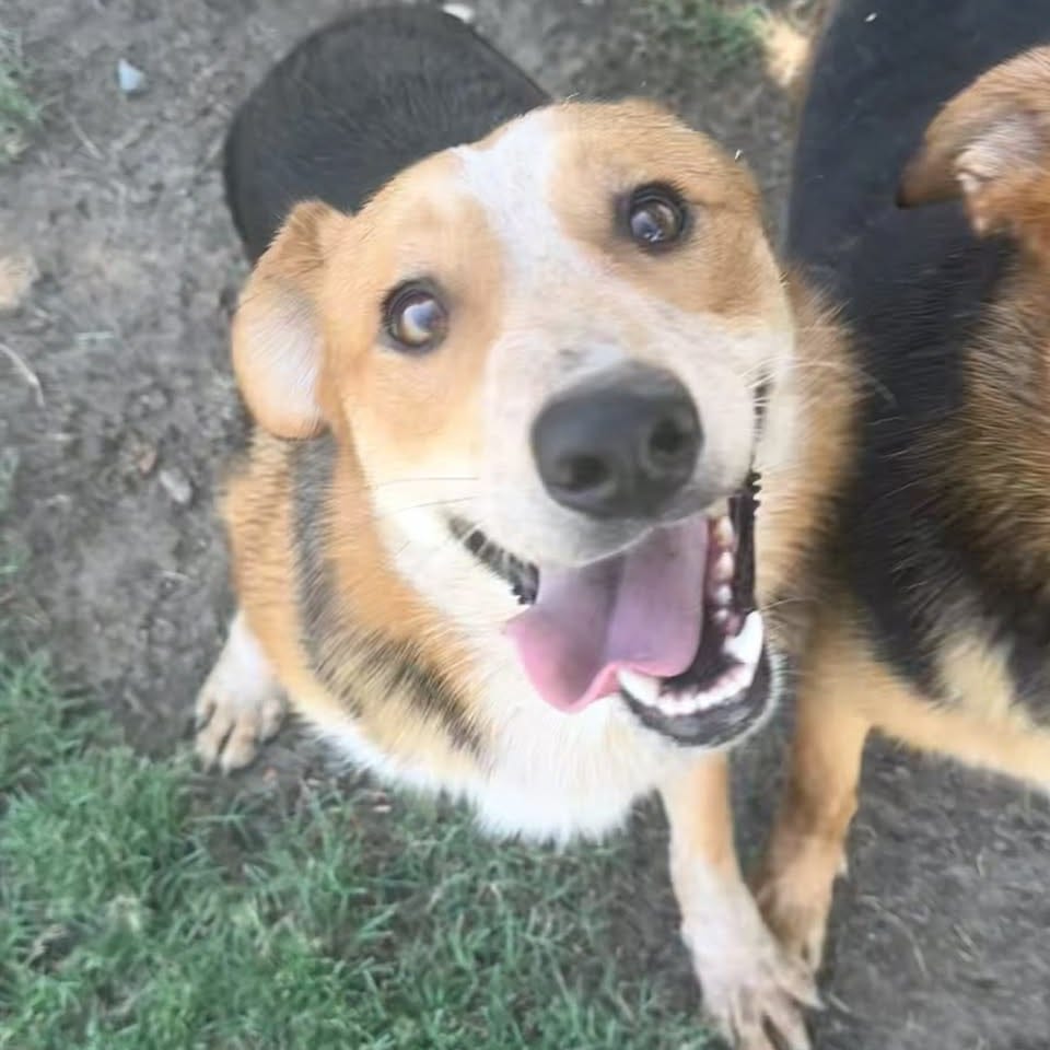 Photo of Steph, adoptable Mixed Breed (Medium) in San Francisco, California