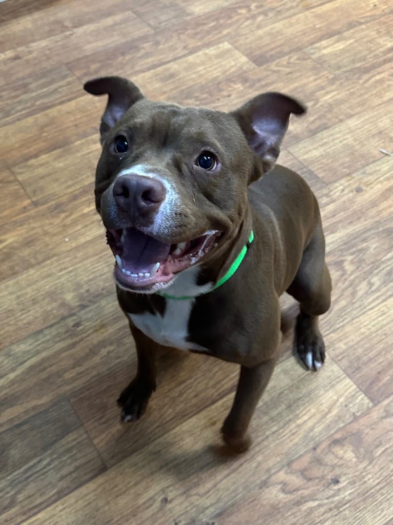 Photo of Taz, adoptable Mixed Breed in Ocala, Florida