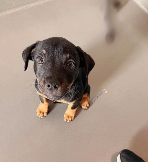 Photo of Betty, adoptable Unknown breed in Rancho Santa Fe, California