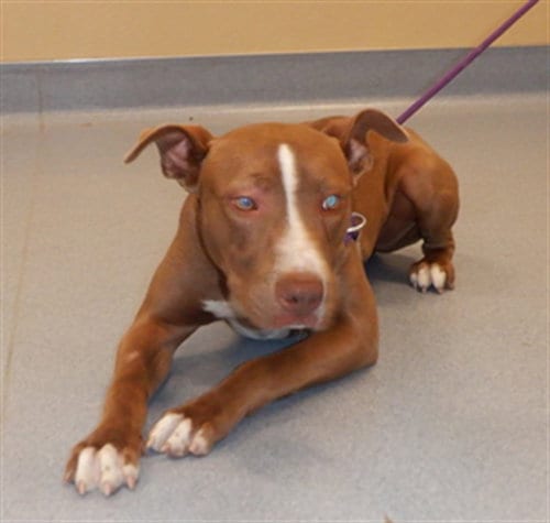 Photo of Gingersnap, adoptable American Pit Bull Terrier in San Jose, California