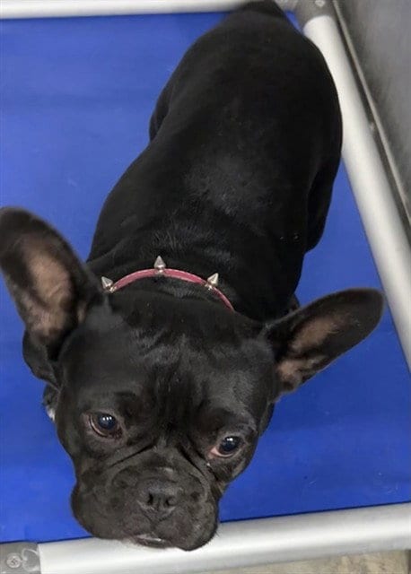 Photo of Fortuna, adoptable French Bulldog in San Bernardino, California
