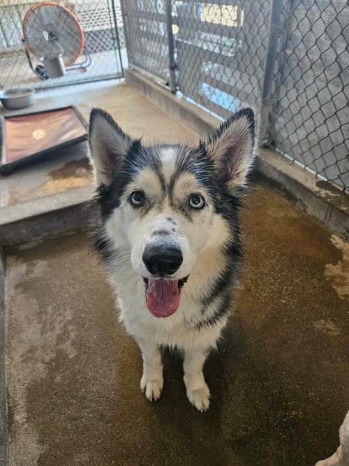 Photo of Trixie, adoptable Husky in El Centro, California