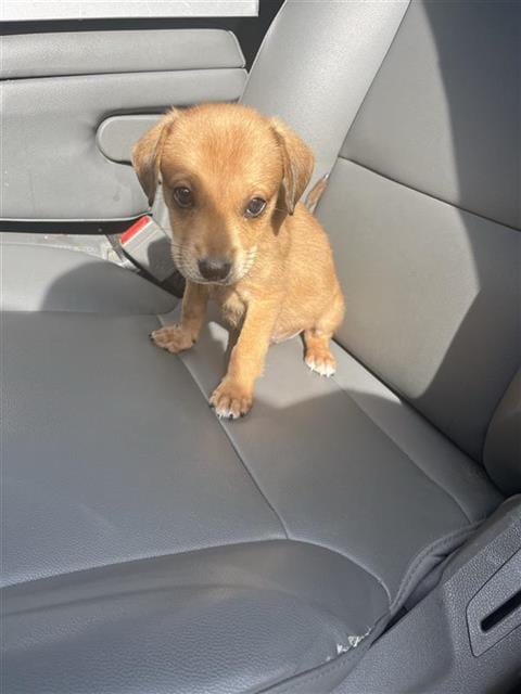 Photo of A662481, adoptable Labrador Retriever in Houston, Texas