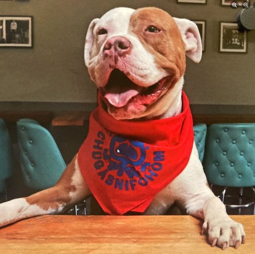 Photo of Karma, adoptable American Pit Bull Terrier in St. Ann, Missouri
