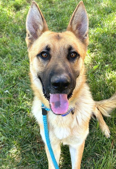 Photo of Tomato, adoptable German Shepherd Dog in Sacramento, California