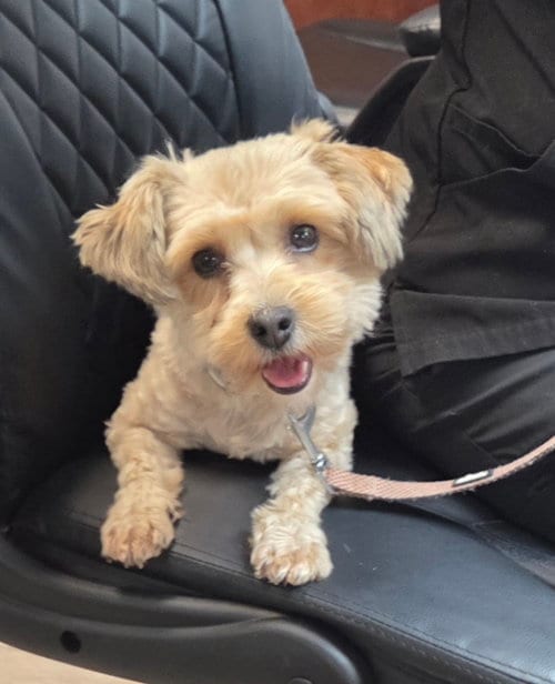Photo of Mia, adoptable Yorkshire Terrier Yorkie in Woodsfield, Ohio