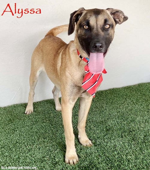 Photo of Alyssa, adoptable Belgian Shepherd Malinois in San Diego, California