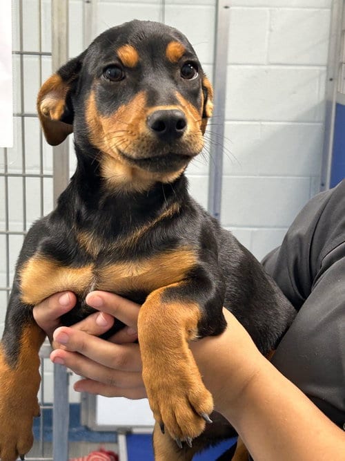 Photo of Blossom, adoptable Hound in Tarboro, North Carolina