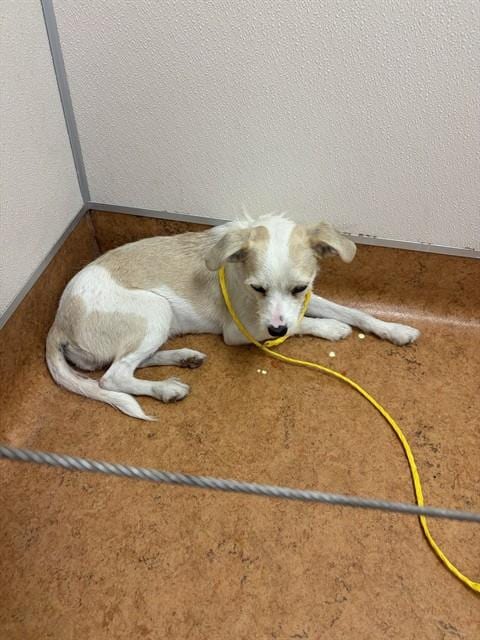 Photo of Jessie, adoptable Cairn Terrier in Sacramento, California