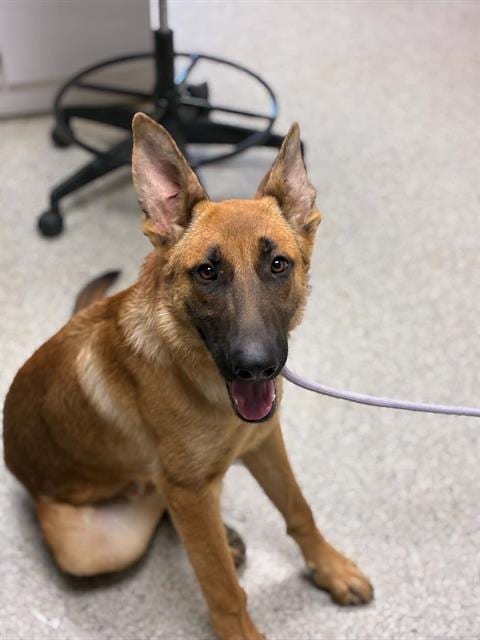 Photo of Dino, adoptable German Shepherd Dog in Visalia, California
