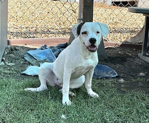 Photo of Frankie, adoptable Pit Bull Terrier in San Bernardino, California