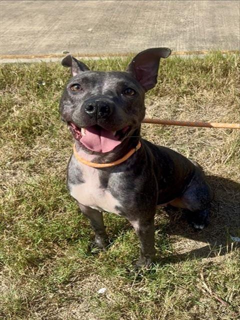 Photo of Jeffie, adoptable American Staffordshire Terrier in Pasadena, Texas