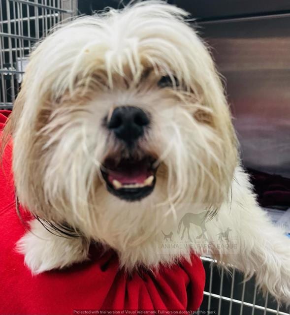 Photo of Taz, adoptable Shih Tzu mix in Chicago Ridge, Illinois