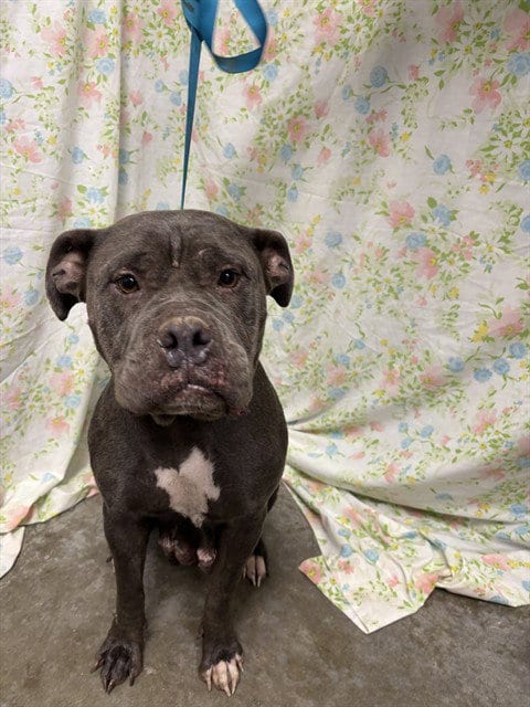 Photo of Boo Boo, adoptable American Bulldog in Rosenberg, Texas