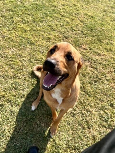 Photo of Baby Ruth, adoptable Rottweiler in Temple, Texas
