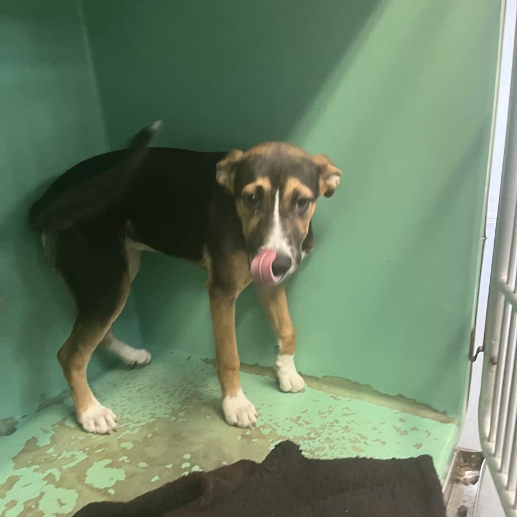 Photo of Zadie, adoptable Shepherd / Mix in Fort Pierce, Florida