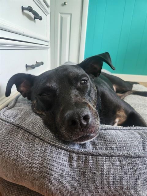 Photo of Layla, adoptable Labrador Retriever in St. Louis, Missouri