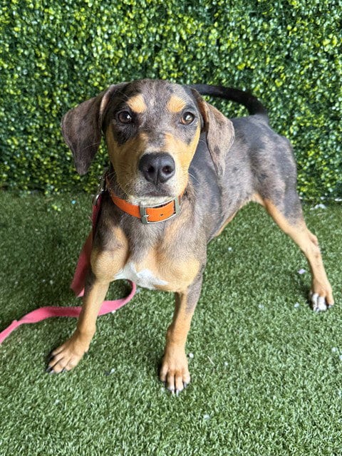 Photo of Noodle, adoptable Catahoula Leopard Dog in Naples, Florida