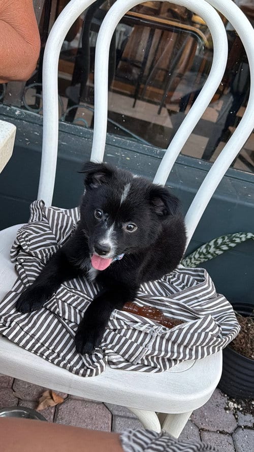 Photo of Skunk, adoptable Australian Shepherd in Valrico, Florida