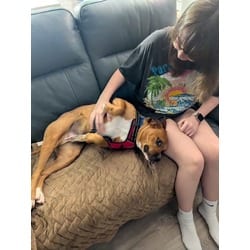 Photo of Buddy, adoptable Boxer American Pit Bull Terrier in Irmo, South Carolina