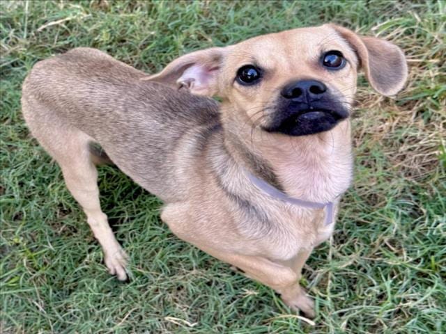 Photo of Toby, adoptable Chihuahua - Smooth Coated mix in Houston, Texas