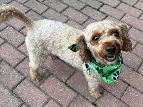 Photo of Oliver, adoptable Poodle (unknown type) in Arlington, Virginia