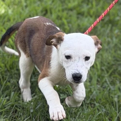 Photo of Grits, adoptable Beagle in Yardley, Pennsylvania