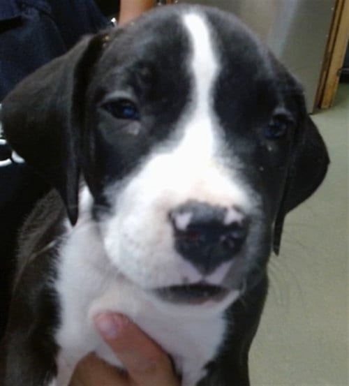 Photo of Oreo, adoptable Pit Bull Terrier in San Bernardino, California
