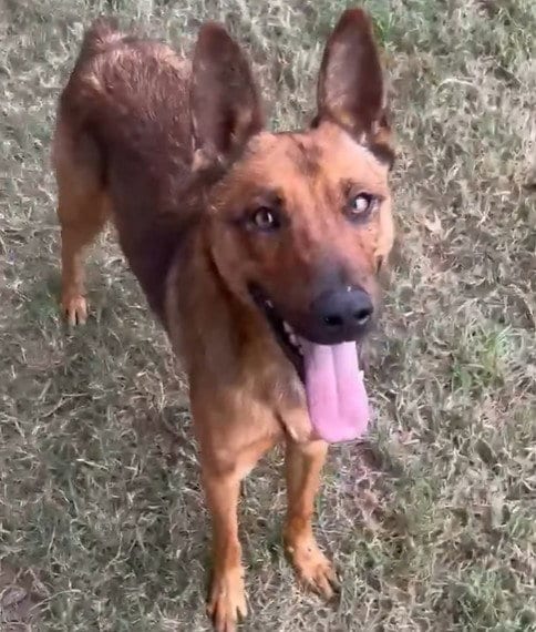 Photo of Fox, adoptable Belgian Shepherd Malinois in Riverside, California