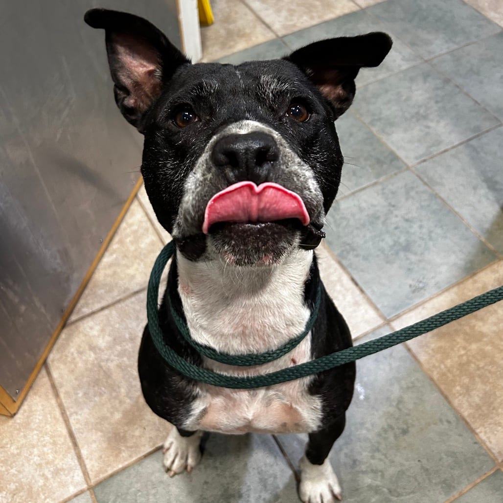 Photo of Socks, adoptable Mixed Breed (Medium) in Chattanooga, Tennessee