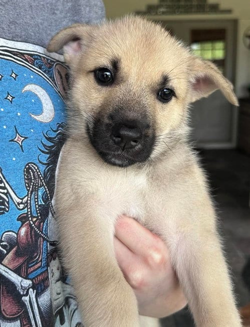 Photo of Sasha, adoptable German Shepherd Dog in Fort Worth, Texas