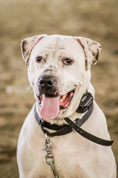 Photo of Kuli, adoptable Unknown breed in Middlesex, Vermont