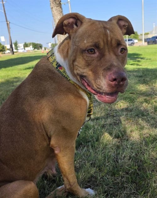 Photo of Patsy, adoptable American Staffordshire Terrier in Grand Prairie, Texas