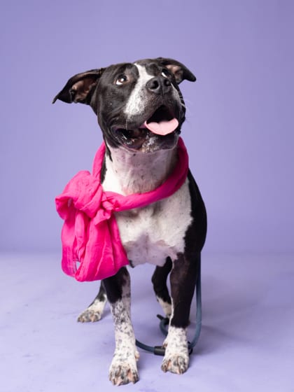 Photo of Miasma, adoptable dog in Atlanta, Georgia