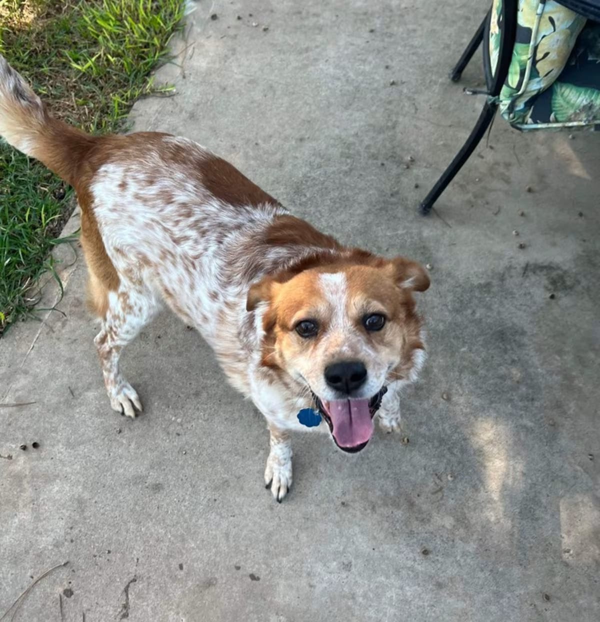 Photo of Finn, adoptable Australian Cattle Dog in Brewster, New York