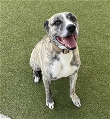 Photo of Rocky Zamboni, adoptable Staffordshire Bull Terrier in Waco, Texas