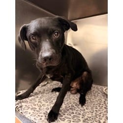 Photo of Scooby Doo, adoptable American Staffordshire Terrier in Baton Rouge, Louisiana