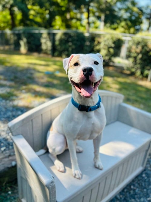 Photo of Barn Door, adoptable Pit Bull Terrier in Sanford, North Carolina