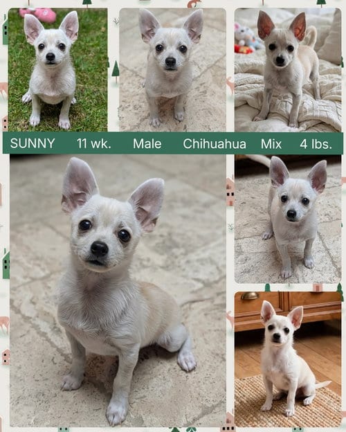Photo of Sunny, adoptable Chihuahua in Mesa, Arizona