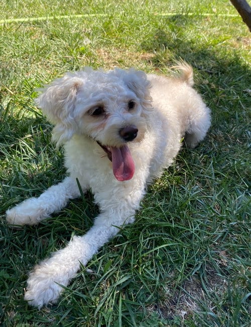 Photo of DandyLion, adoptable Poodle (Miniature) in Davis, California