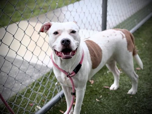 Photo of Moomoo, adoptable Pit Bull Terrier in Orlando, Florida