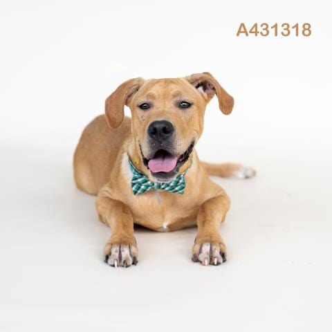 Photo of Jack, adoptable Labrador Retriever in Conroe, Texas