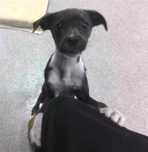 Photo of Larry, adoptable Beagle in Tallahassee, Florida