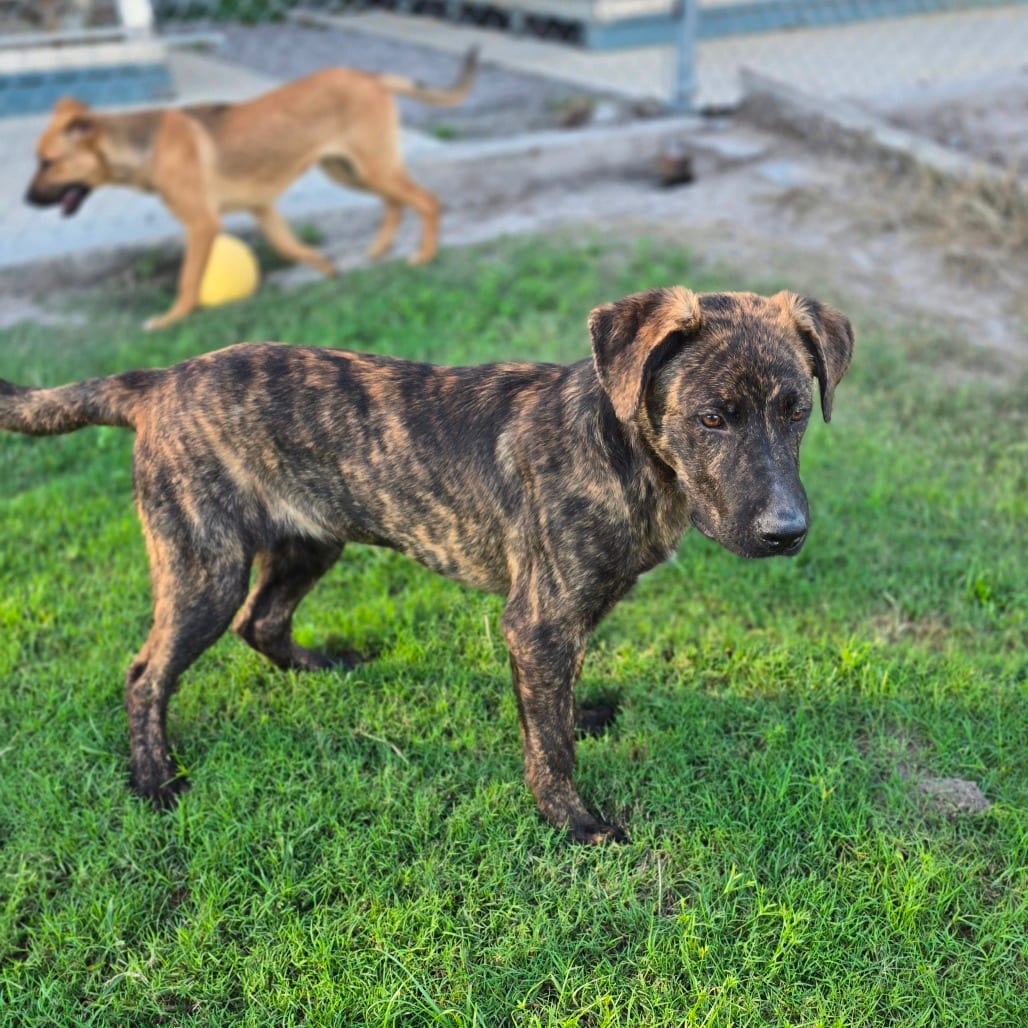 Photo of Goliath, adoptable Shepherd, German in Hinesville, Georgia