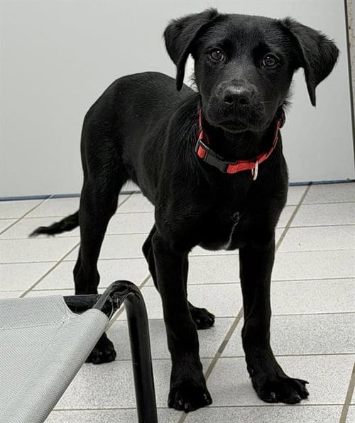 Photo of Tortellini, adoptable Labrador Retriever in Canfield, Ohio