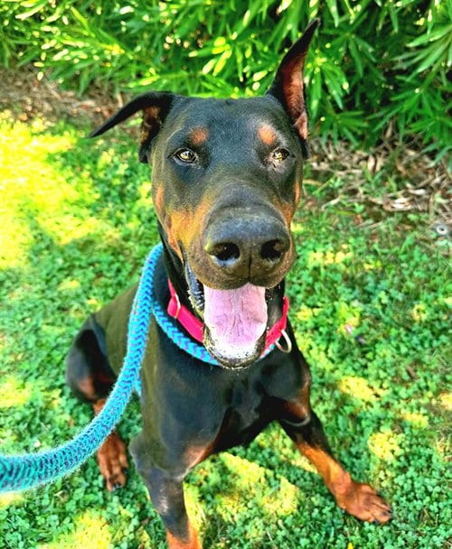 Photo of Snuffleupagus, adoptable Doberman Pinscher in Sacramento, California